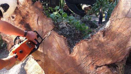 bomen rooien in Boxmeer